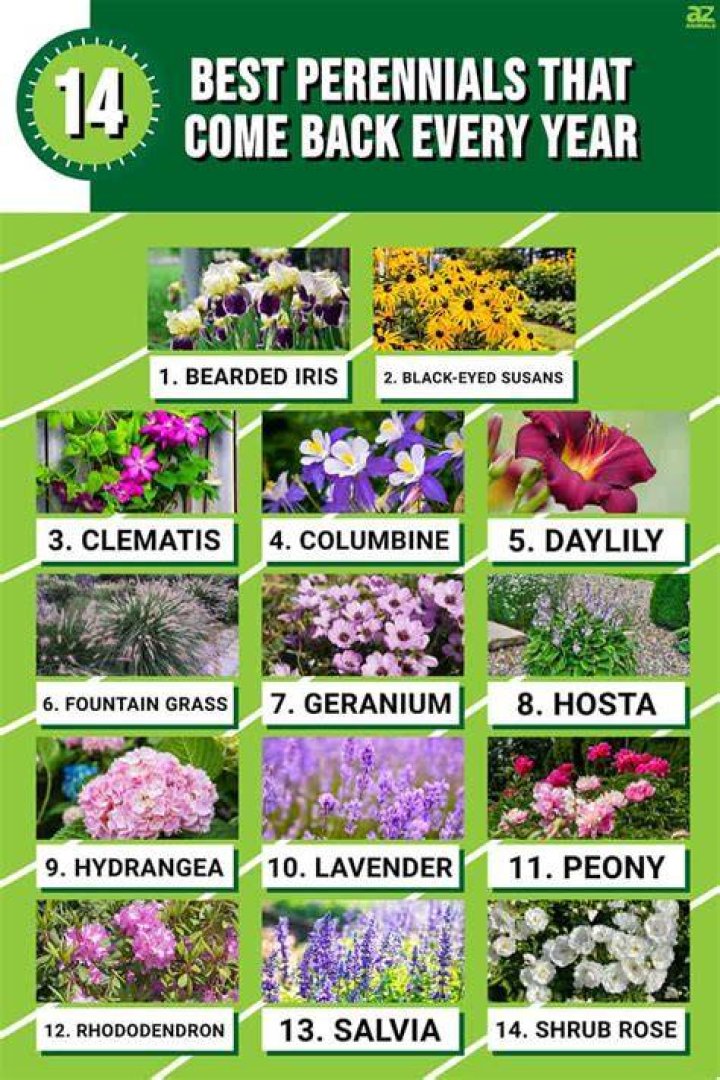 Which plant comes back yearly?
