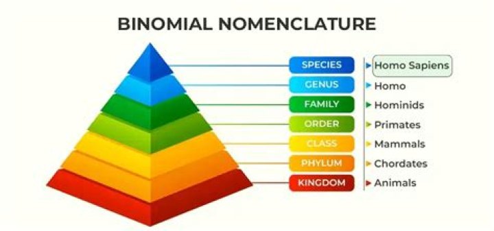 Which scientist developed the binomial nomenclature?