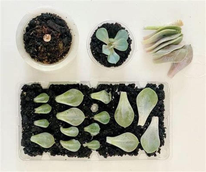 Which succulents can you propagate?