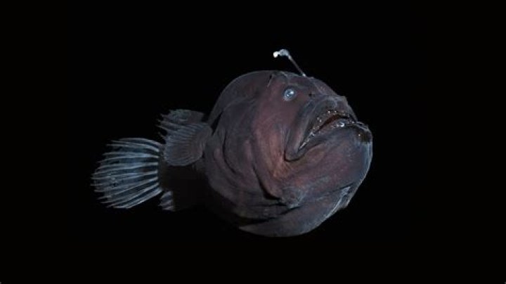 Who is black fish?