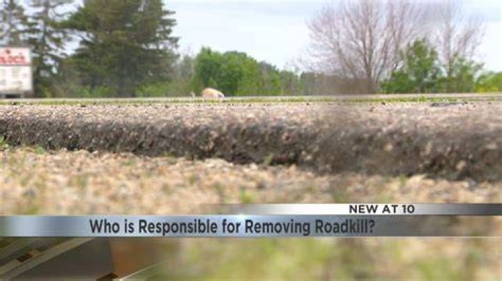 Who is responsible for removing roadkill?