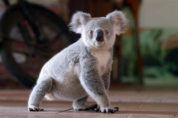 Who is the most cute boy in India?