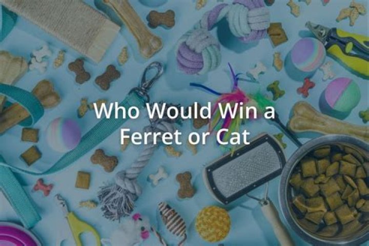 Who would win a ferret or cat?