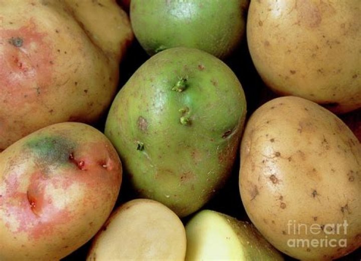 Why are green potatoes dangerous?