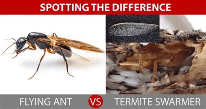 Why are hornets swarming my house?