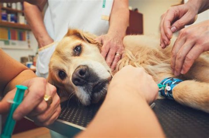 Why are out of hours vets so expensive?