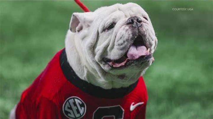 Why are the UMD Bulldogs wearing 17?