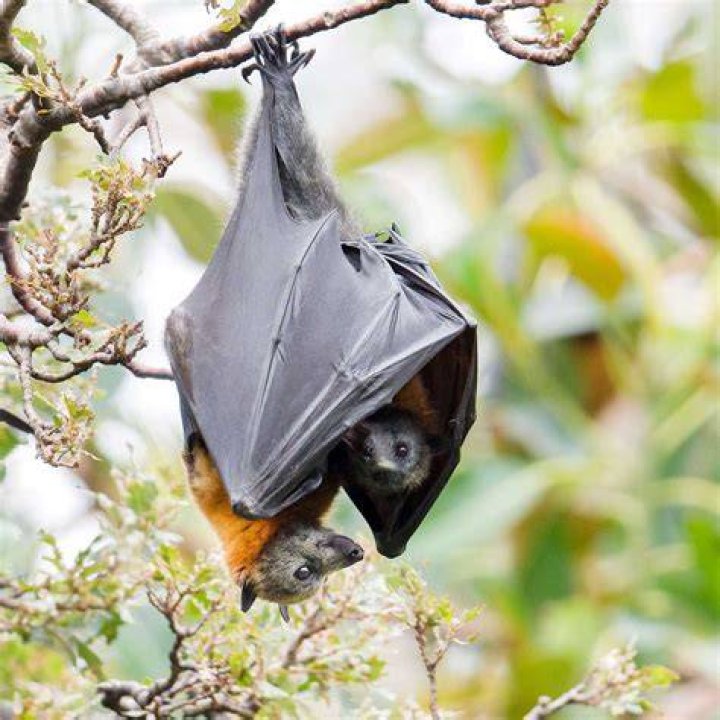 Why are they called flying foxes?