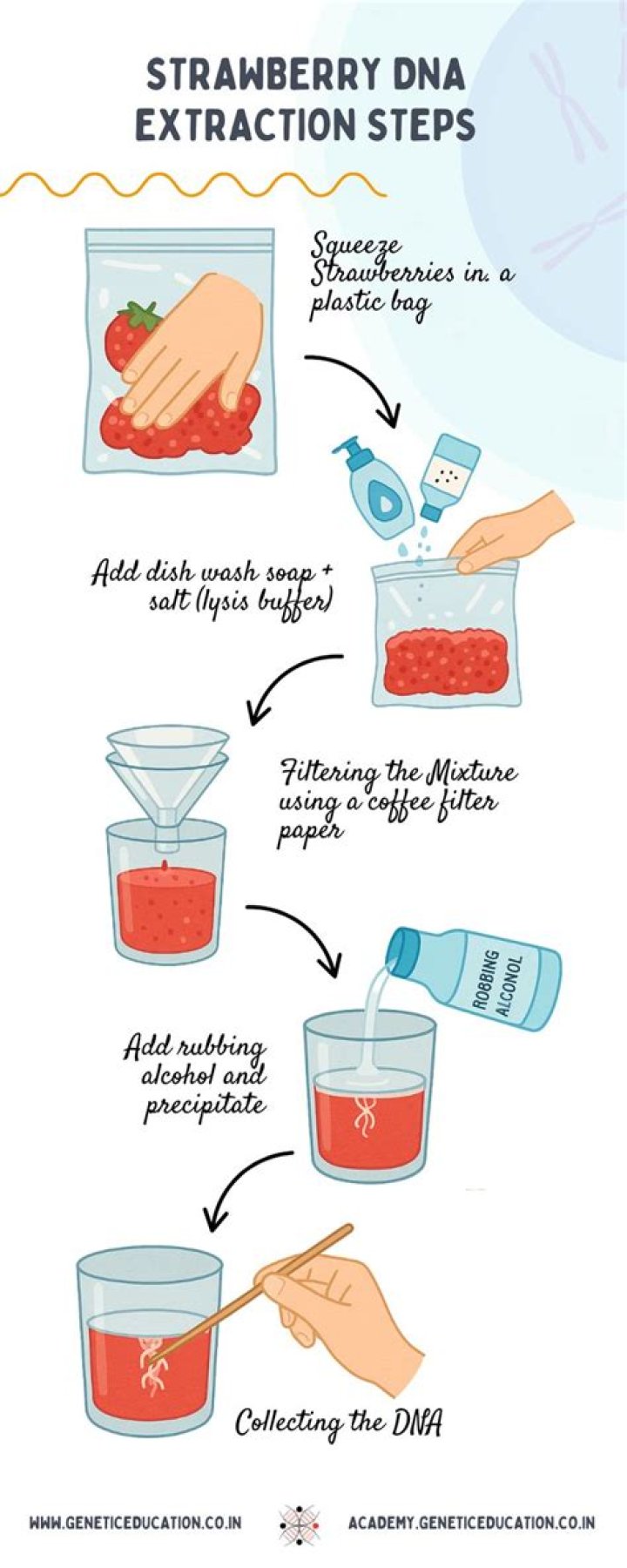 Why chilled ethanol is used in DNA extraction?
