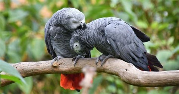 Why do African GREY parrots live so long?