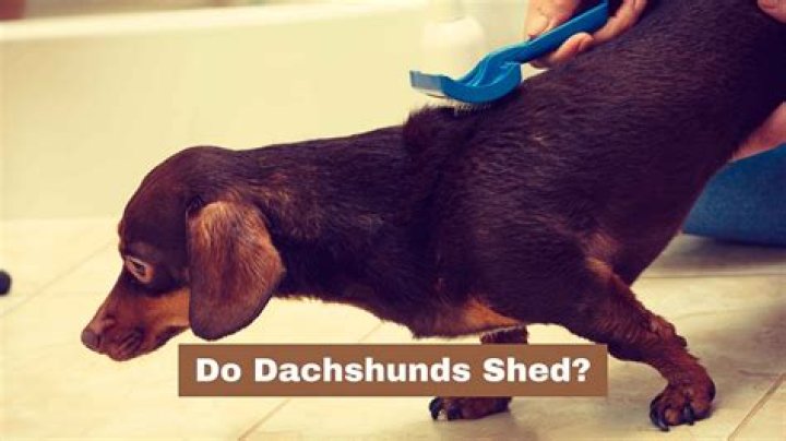 Why do dachshunds have bobbleheads?
