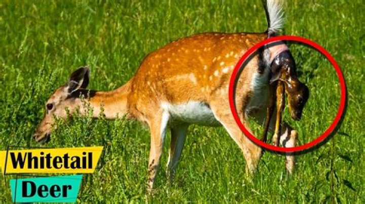 Why do deers have white bums?