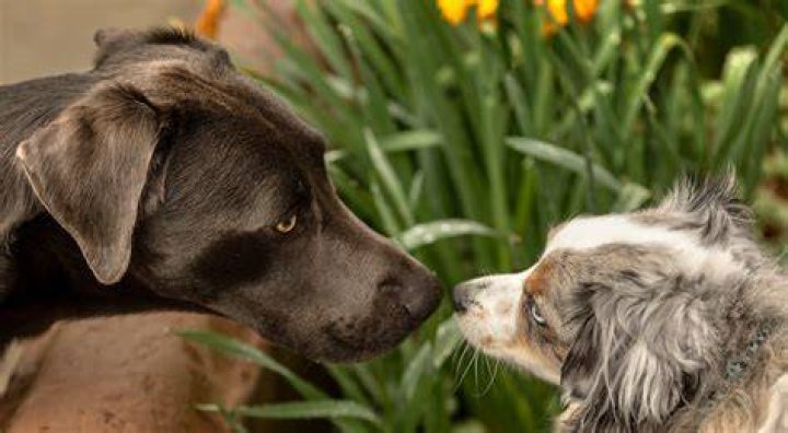Why do dogs from same litter fight?