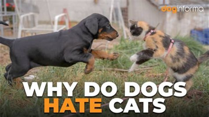 Why do dogs hate clicking?