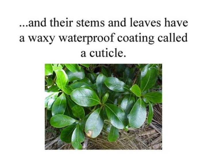 Why do floating plants have a waxy coating on their leaves?