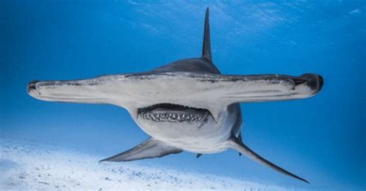 Why do hammerhead sharks have broadheads?