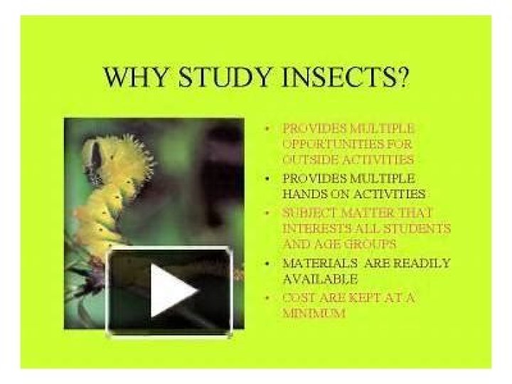 Why do insects curl up when they die?