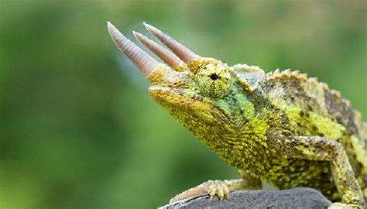 Why do Jackson's chameleons have horns?