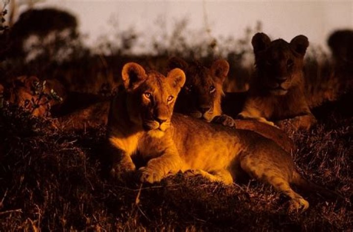 Why do lion hunt at night?