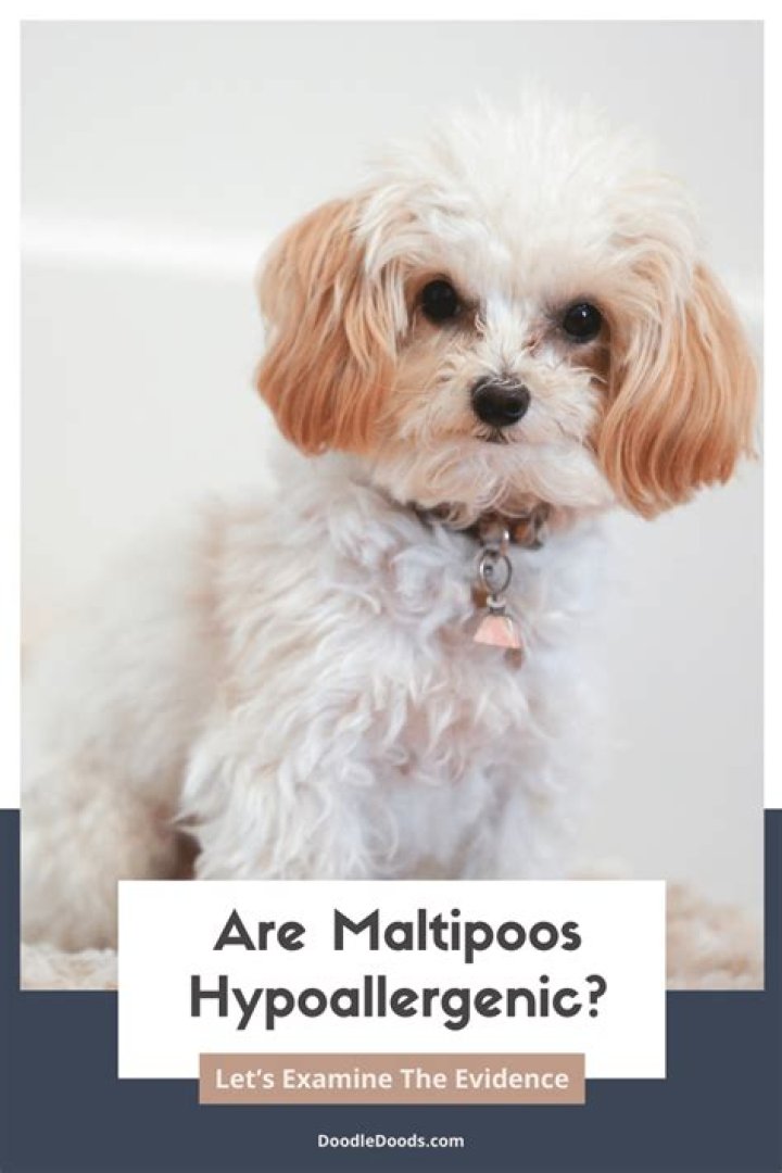 Why do my Maltipoos eyes water?