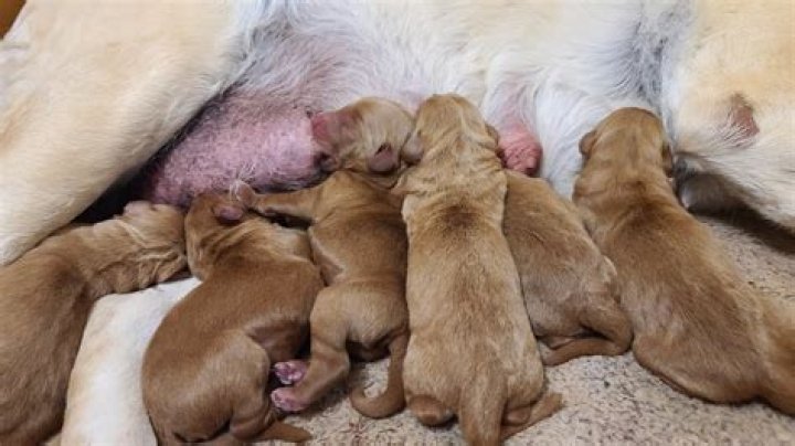 Why do newborn puppies make noise?