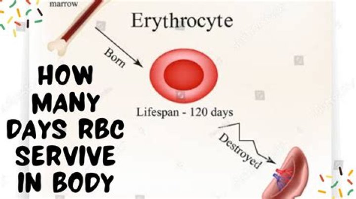 Why do RBC live for 120 days?