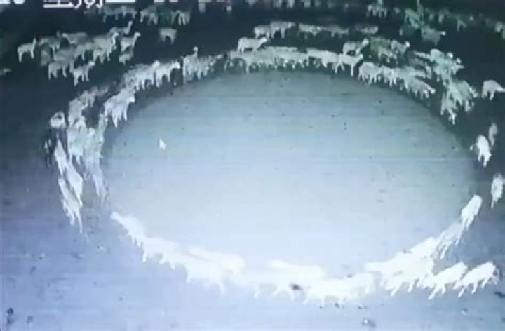 Why do sheep walk in circles?