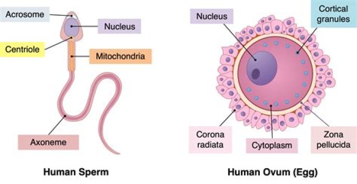 Why do sperm cells have little cytoplasm?