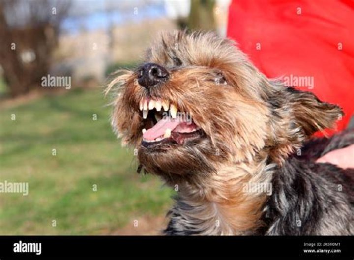 Why do Yorkies lose their teeth?