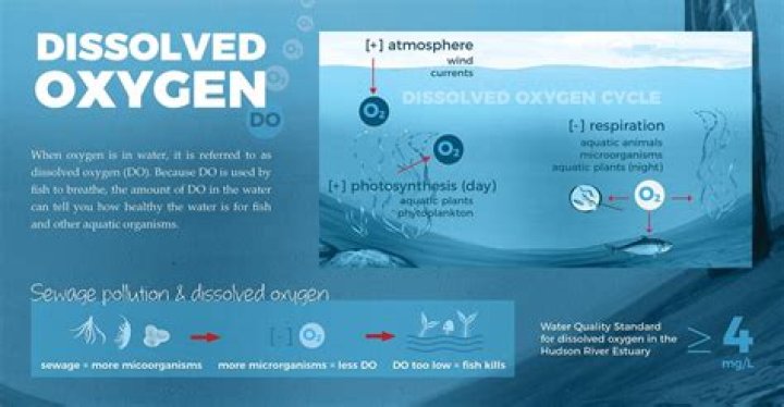 Why does fresh water hold more oxygen than salt water?