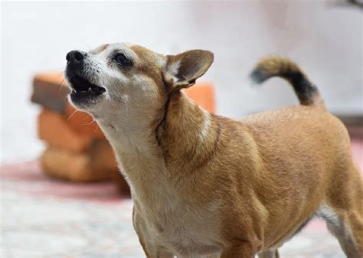 Why does my Chihuahua bark so much?