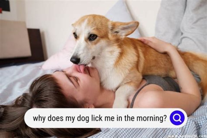 Why does my dog lick the windows?