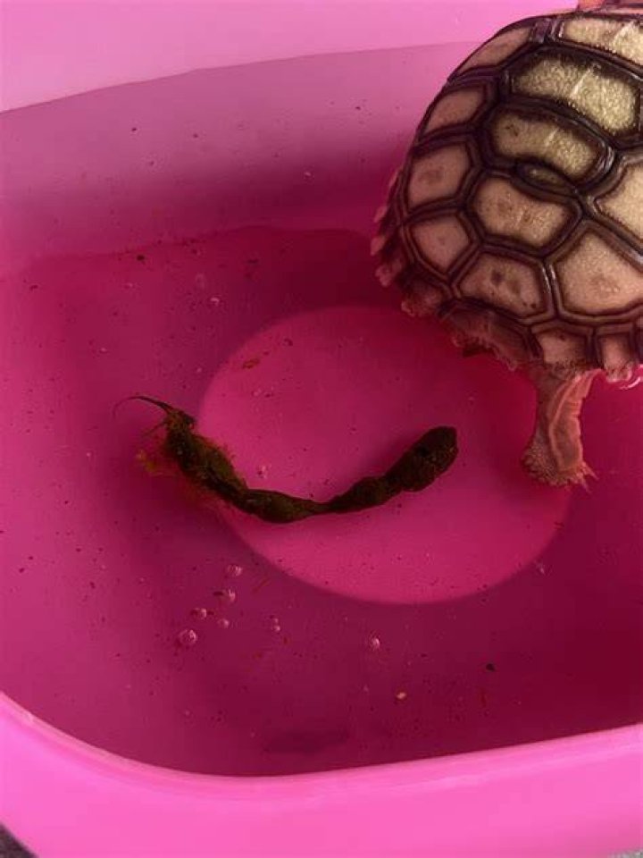 Why does my tortoise poop in the bath?
