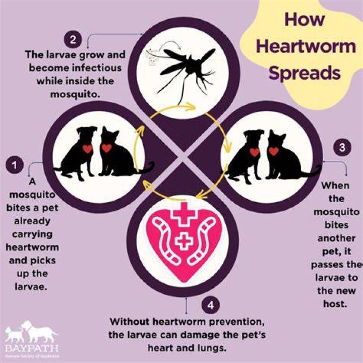 Why is heartworm prevention so expensive?