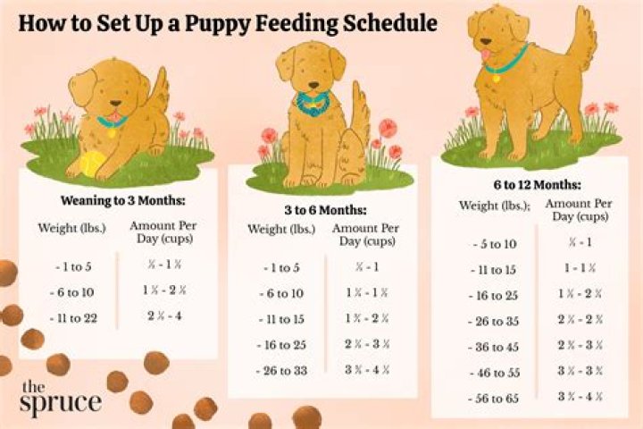Why is my 3 week puppy gagging?