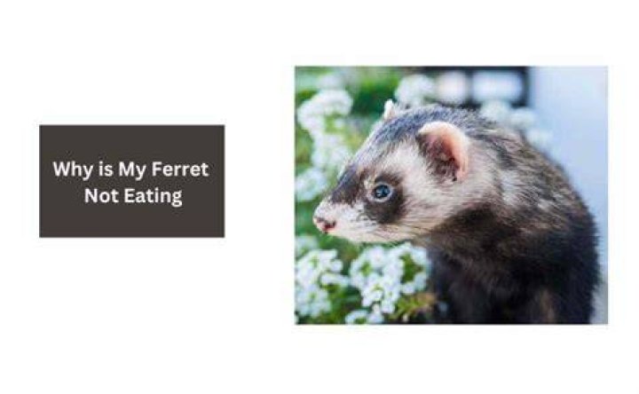 Why is my ferret not eating?