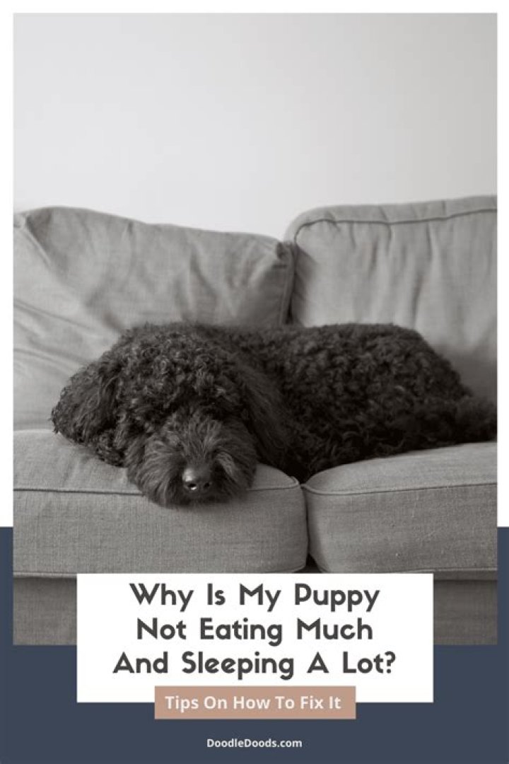 Why is my puppy not eating and sleeping a lot?