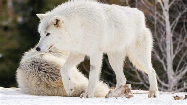 Why is Wolves rated R?
