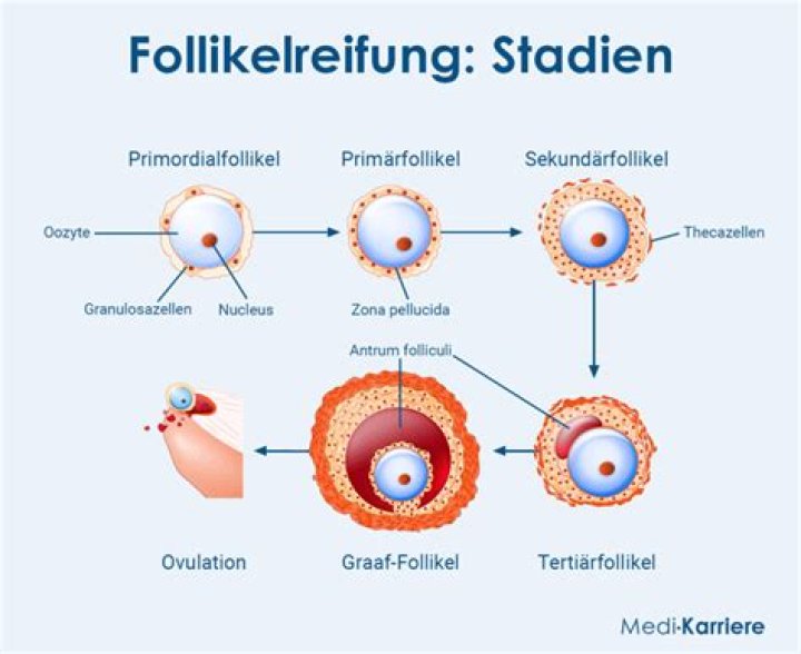 Wie viele Eizellen werden pro Monat produziert?