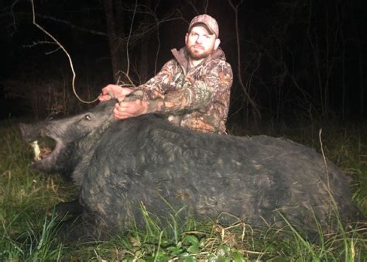 Will a 223 kill a wild hog?